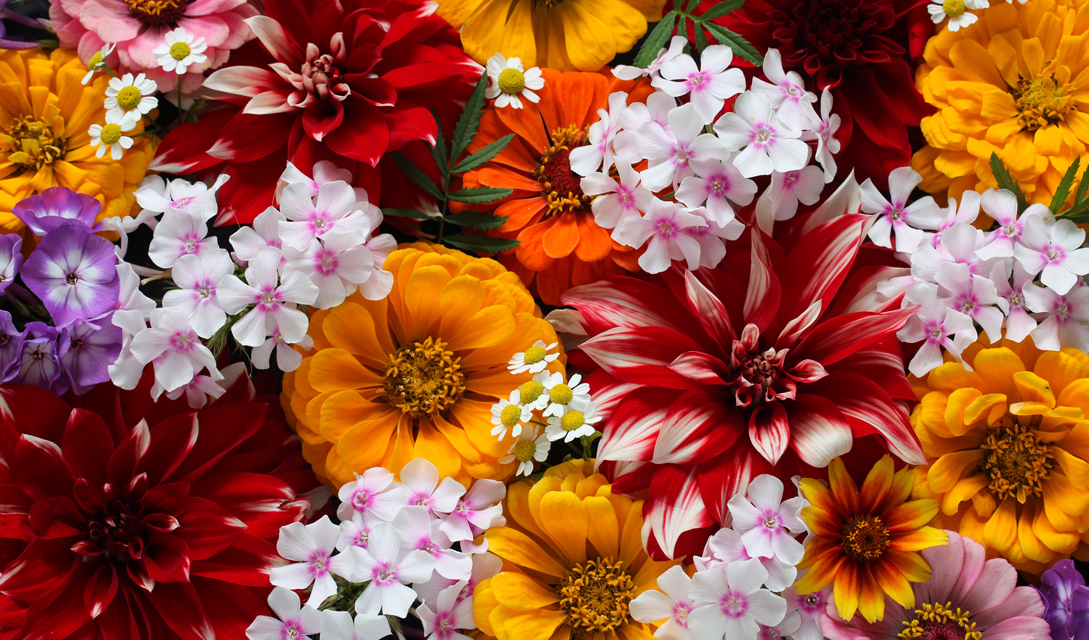 Ein Haufen bunter Blumen mit Blütenblättern.