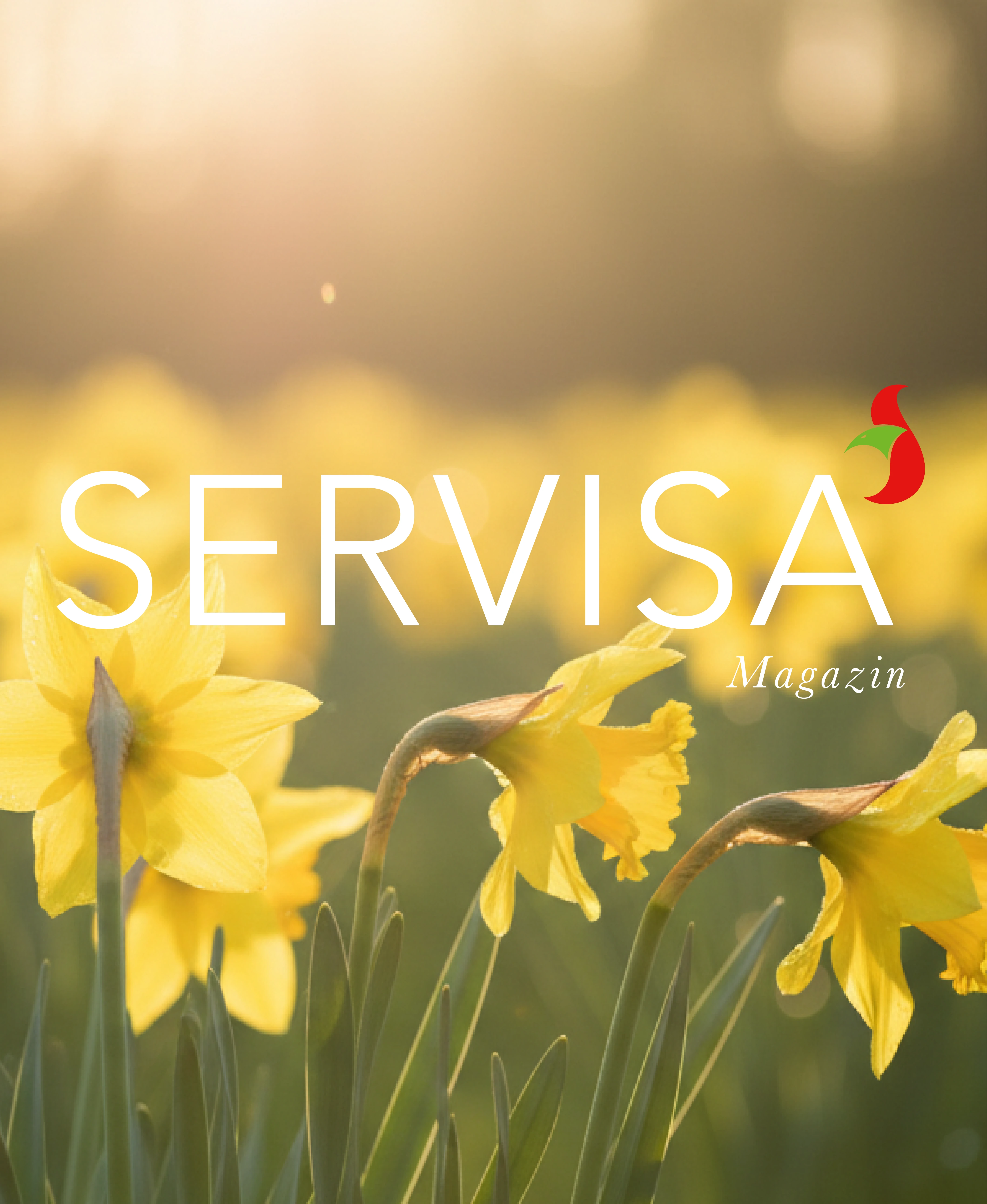 Servisa Banner Servisa Banner
