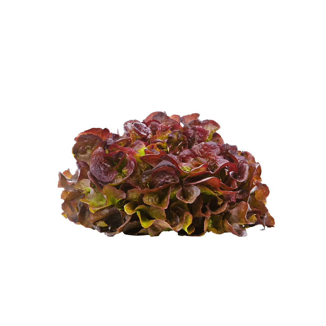 Roter Eichblattsalat auf weißem Grund