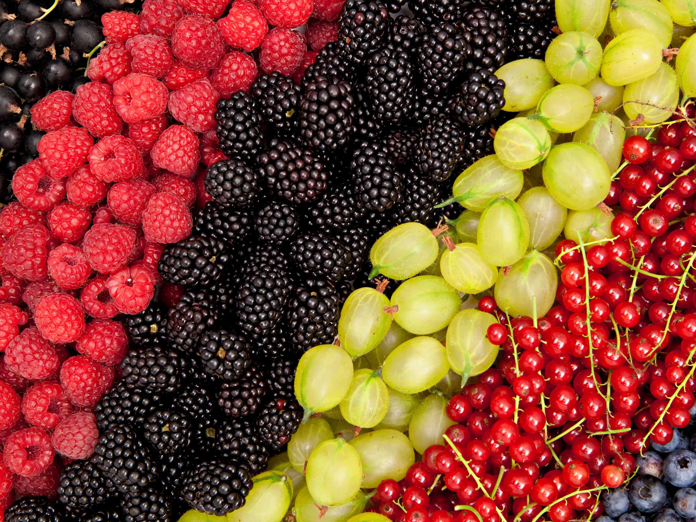 Beeren Eine Gruppe verschiedener Beerenarten