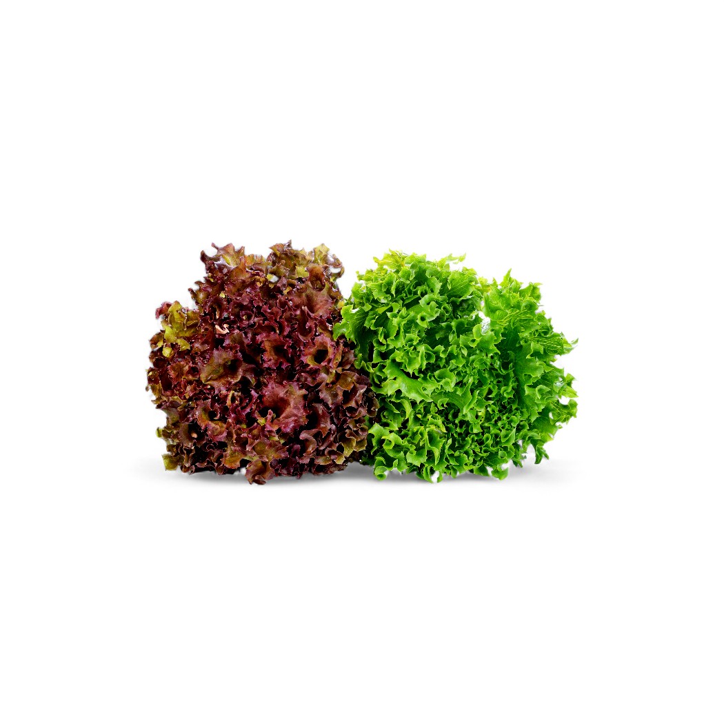 Lollo Salat auf weißem Hintergrund