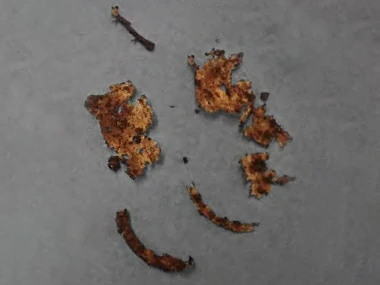 Sourcer Wild 15 Wochen