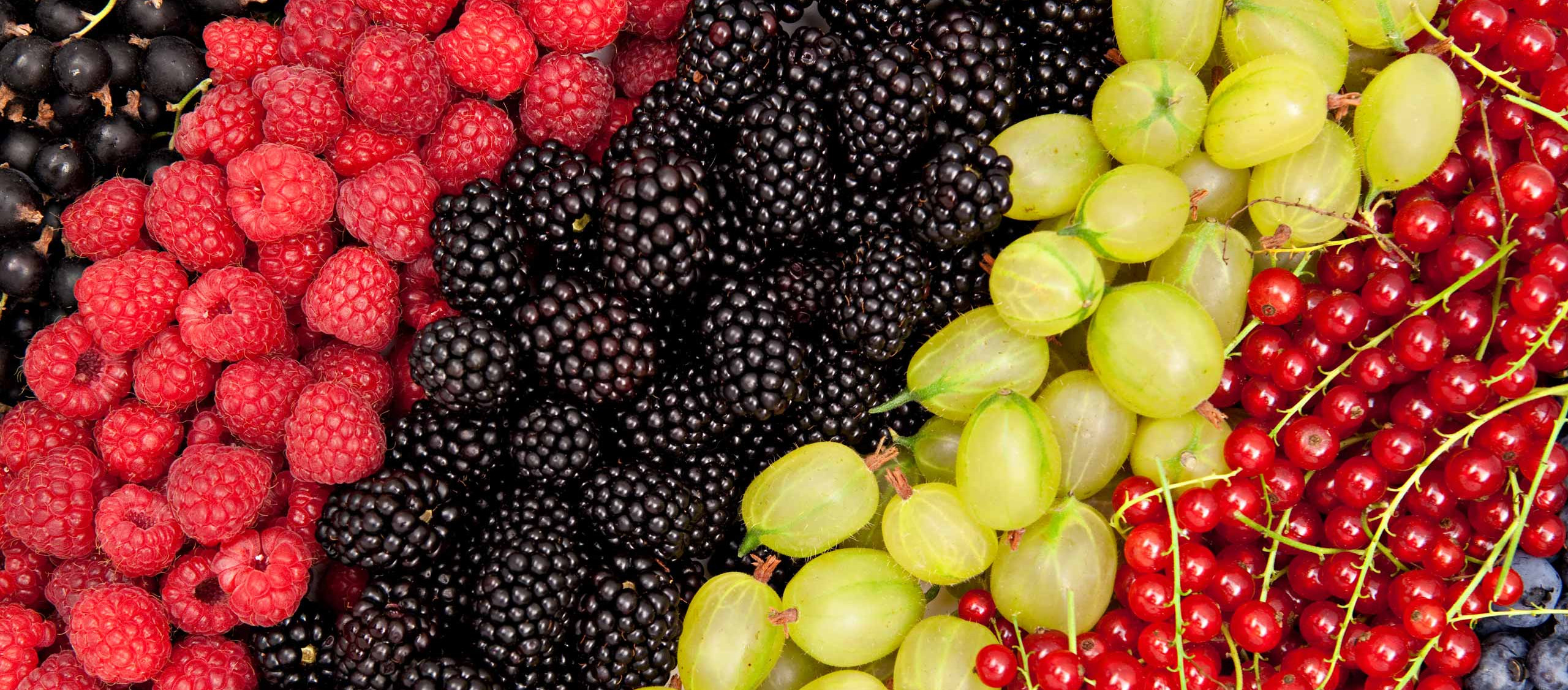 Beeren Eine Gruppe verschiedener Beerenarten